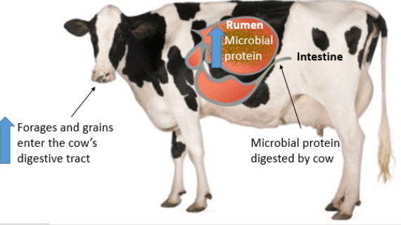 Protéines microbiennes chez les vaches laitières